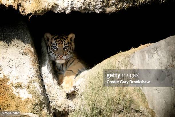 cub in a cave! - tiger cub - fotografias e filmes do acervo