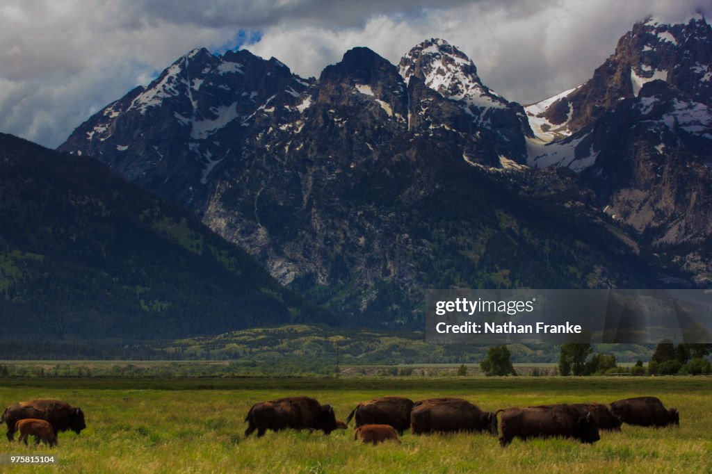 Bison with Backdrop