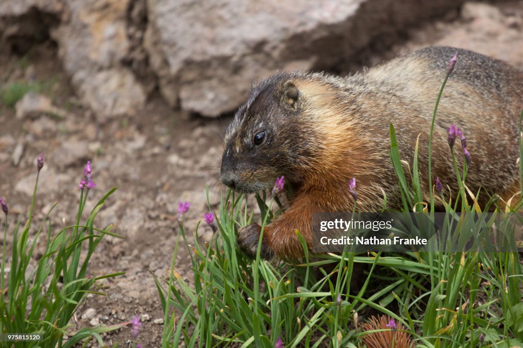 Marmot, with lunch