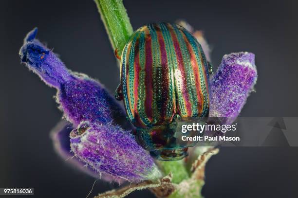 rosemary beetle (chrysolina americana) on lavender - chrysolina stock pictures, royalty-free photos & images