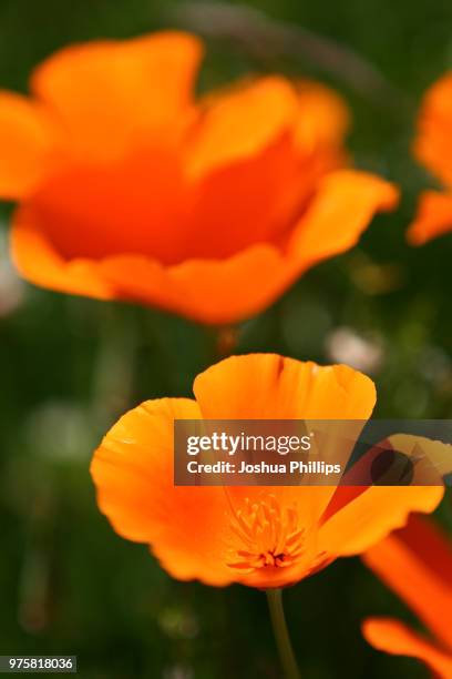 summer poppy - california poppies stock pictures, royalty-free photos & images