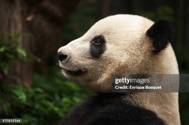 giant panda - queen sofia attends official act for the conservation of giant panda bears stockfoto's en -beelden