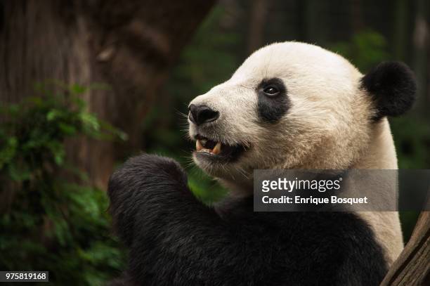 giant panda - queen sofia attends official act for the conservation of giant panda bears stockfoto's en -beelden
