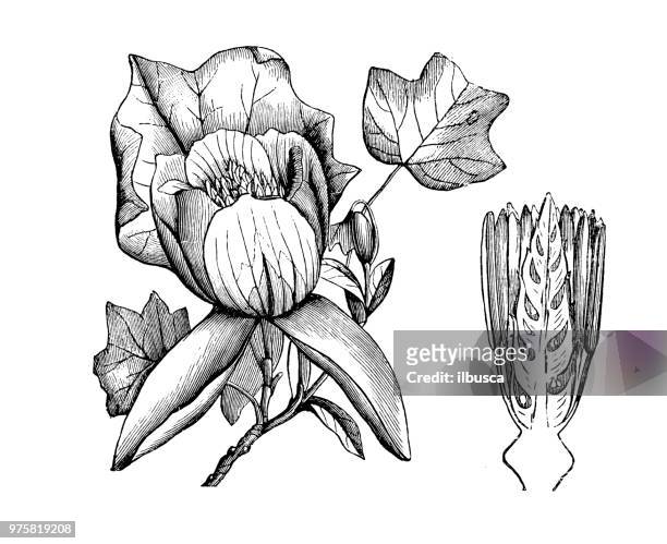 stockillustraties, clipart, cartoons en iconen met plantkunde planten antieke gravure illustratie: liriodendron tulipifera, tulip tree - tulpenboom