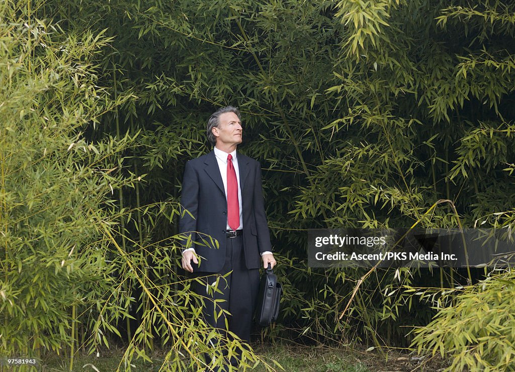 Businessman steps out from bamboo thicket