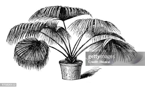 stockillustraties, clipart, cartoons en iconen met plantkunde planten antieke gravure illustratie: livistona chinensis, chinese fan palm, palm fontein - waaierpalm