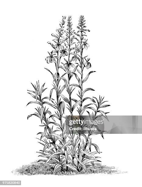 botany plants antique engraving illustration: lobelia cardinalis - lobelia stock illustrations