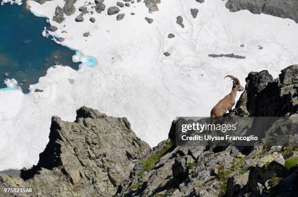 the ibex - ulysse fotografías e imágenes de stock