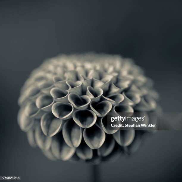 close-up view of dahlia (dahlia cav.) in bloom, erlangen, middle franconia, germany - erlangen stock pictures, royalty-free photos & images