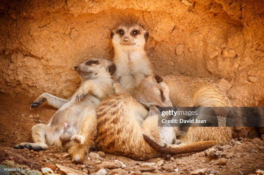 Family of meerkats (Suricata suricatta) resting in dirt hole, Valencia, Spain