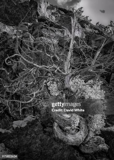 twisted ancient cedar on rock, bon echo provincial park, mazinaw lake - mazinaw lake stock pictures, royalty-free photos & images