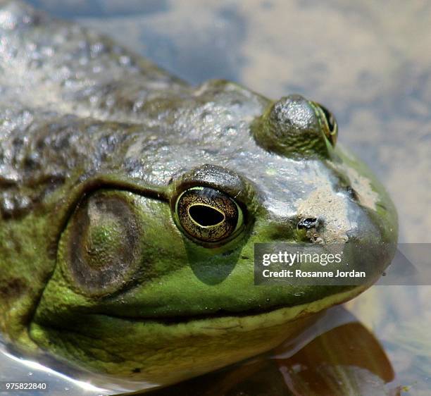 frog eyes - american bullfrog stock pictures, royalty-free photos & images