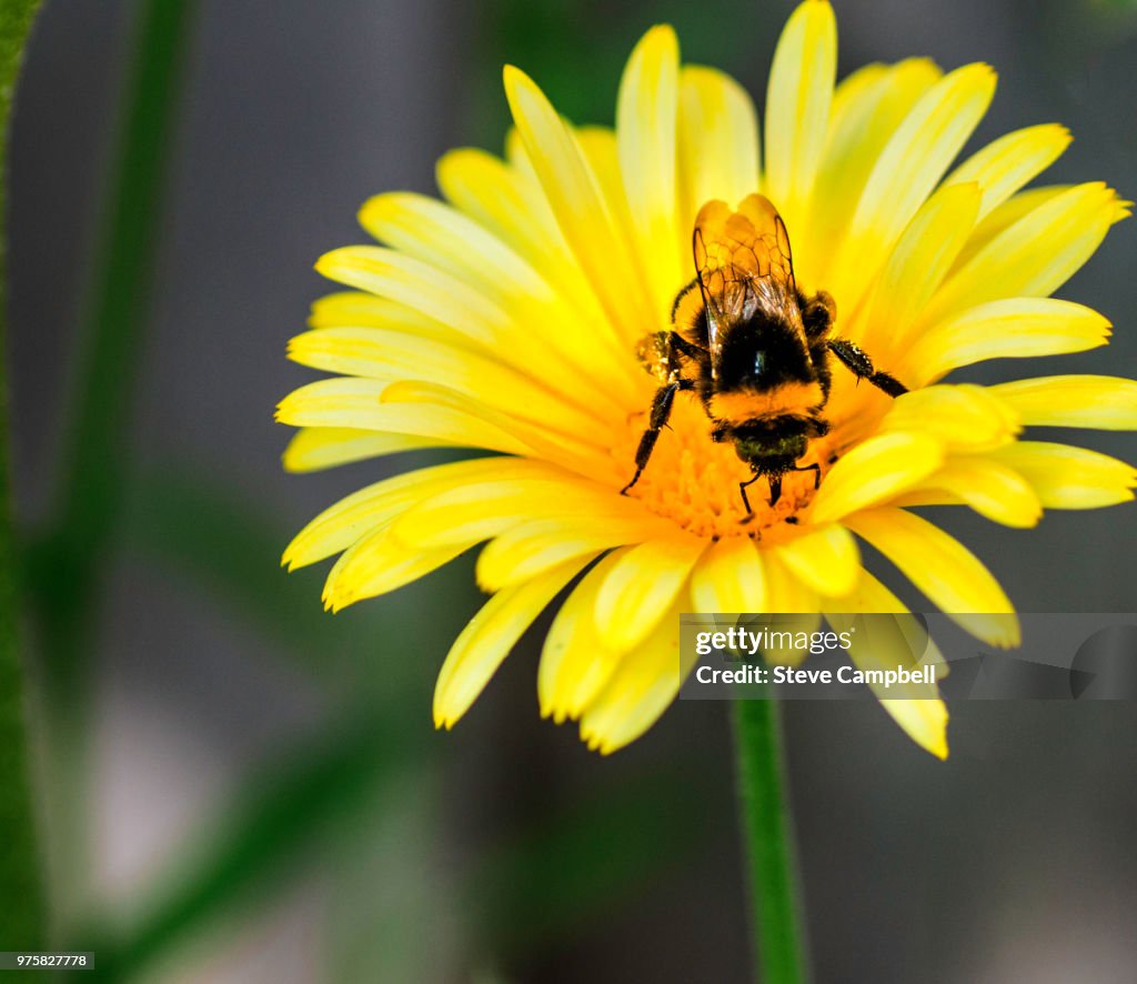 Grainy Bee