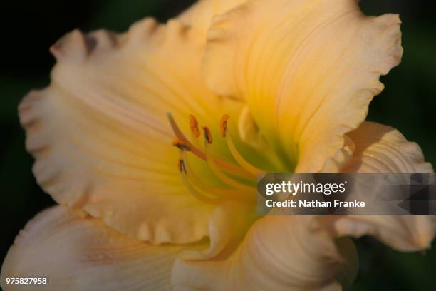 Day Lily, Bildbanksbilder