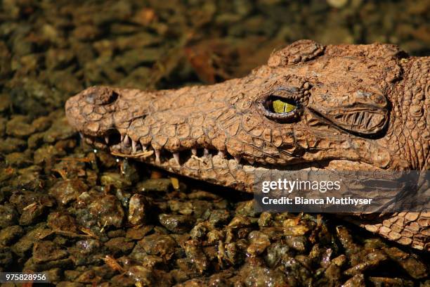 silent killer - silent killer stock pictures, royalty-free photos & images