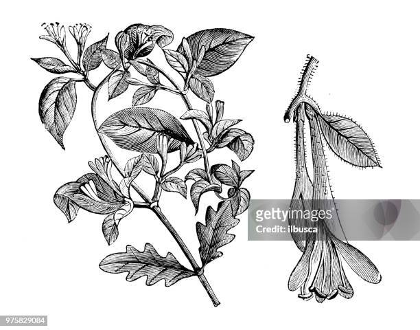 illustrations, cliparts, dessins animés et icônes de plantes de botanique antique illustration de gravure : lonicera flexuosa - arrowwood