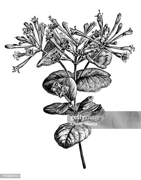 ilustrações, clipart, desenhos animados e ícones de plantas de botânica antiga ilustração de gravura: lonicera sempervirens, madressilva coral, trompete de honeysuckle honeysuckle, escarlate - arrowwood