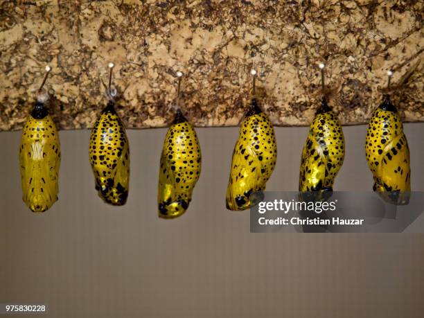 puppets on a pin. - pin worm stock pictures, royalty-free photos & images
