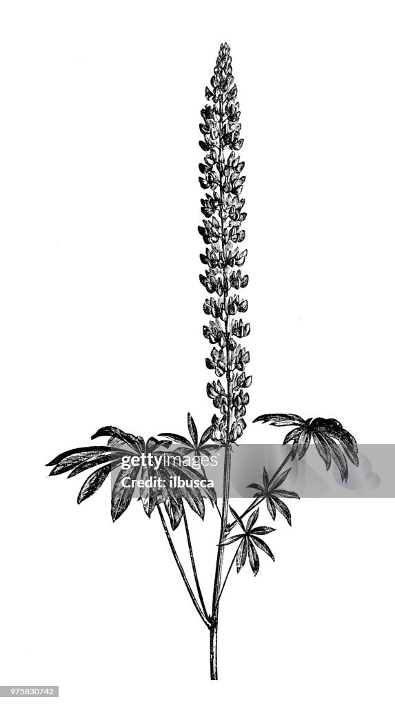Botany plants antique engraving illustration: Lupinus polyphyllus, garden lupin