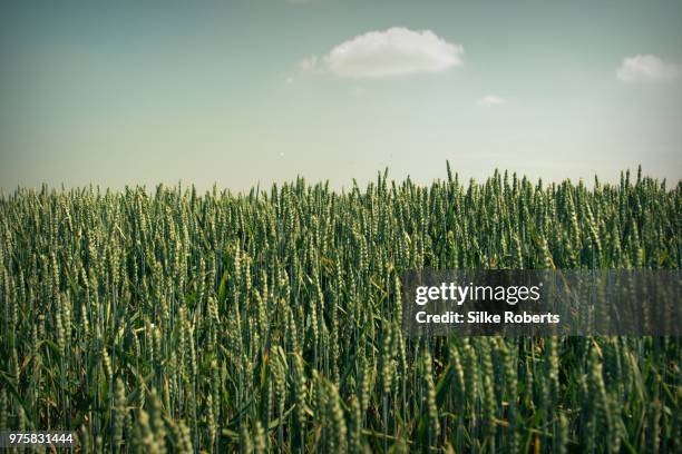 sommerfeld - a sommerfeld stockfoto's en -beelden