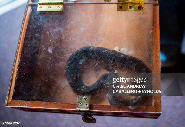 Copperhead snake looks out of a box before a Pentecostal serpent handlers service at the House of the Lord Jesus church in Squire, West Virginia on...