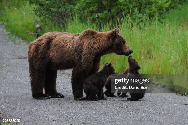 mom is always mom - bear cub fotografías e imágenes de stock