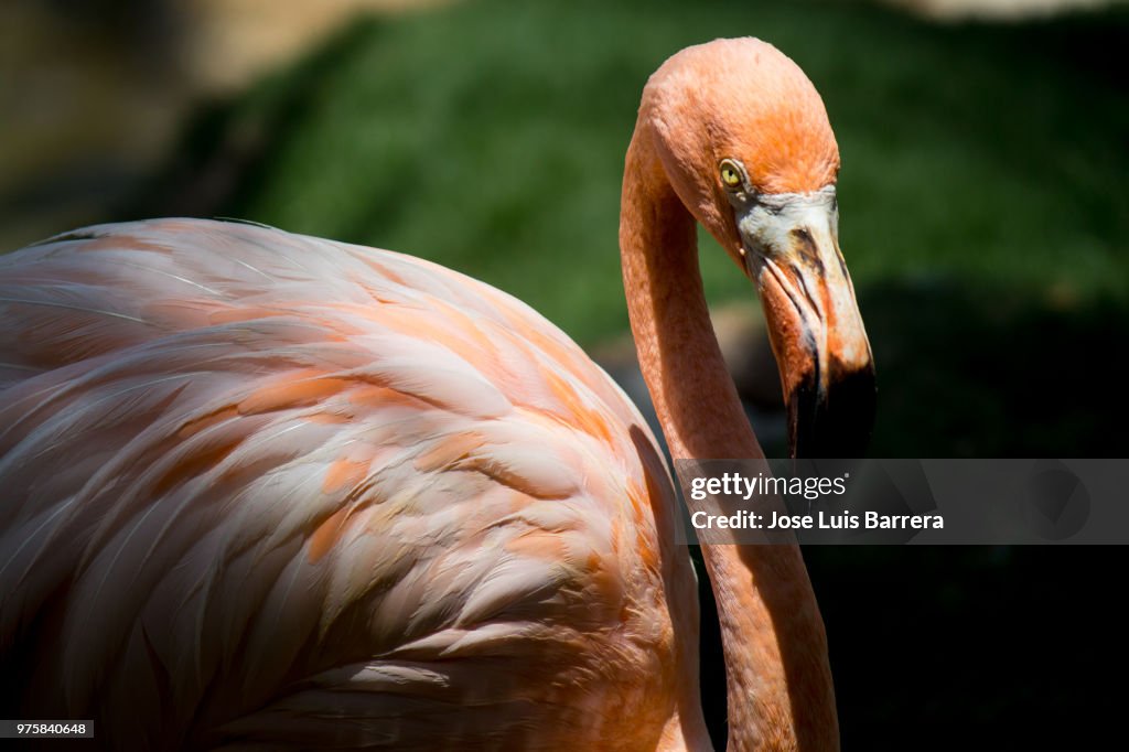 Flamingo