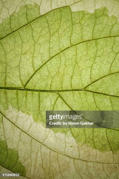 back lit variegated leaf at high resolution showing extreme detail - spot lit imagens e fotografias de stock