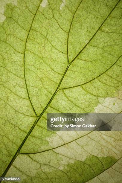 back lit variegated leaf at high resolution showing extreme detail - spot lit imagens e fotografias de stock