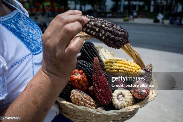 May 2018, Mexico, Mexico-City: A protestor shows the variety of Mexican corn during a protest against Monsanto. Especially environment and nature...