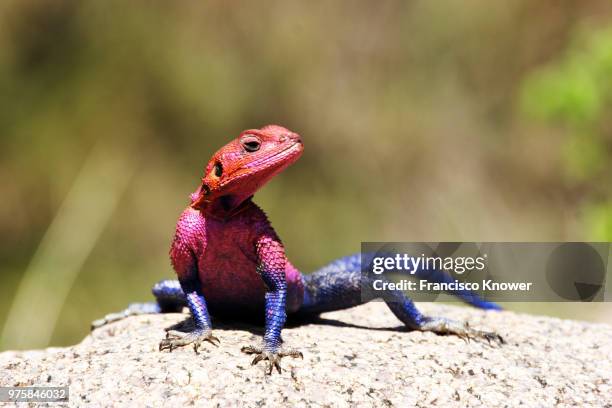 hydra lizard sitting on ground, agama - siedleragame stock-fotos und bilder