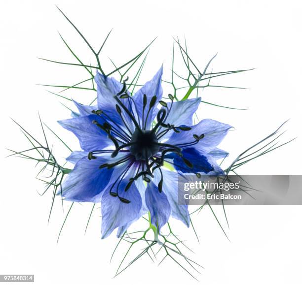 nigella damascena - balcon stock pictures, royalty-free photos & images