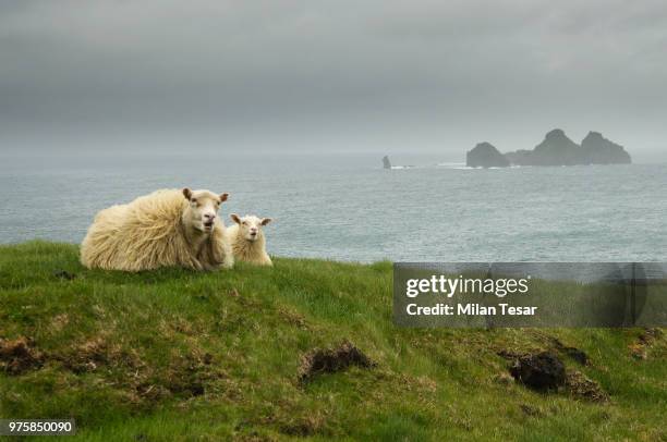 icelandic sheep&lamb - icelandic sheep stock pictures, royalty-free photos & images