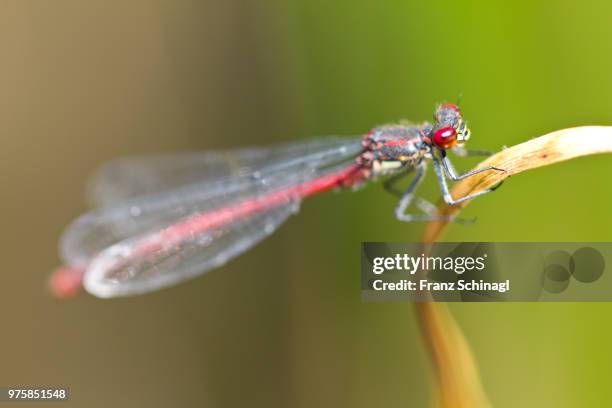 dragonfly - libelle - libelle stock pictures, royalty-free photos & images