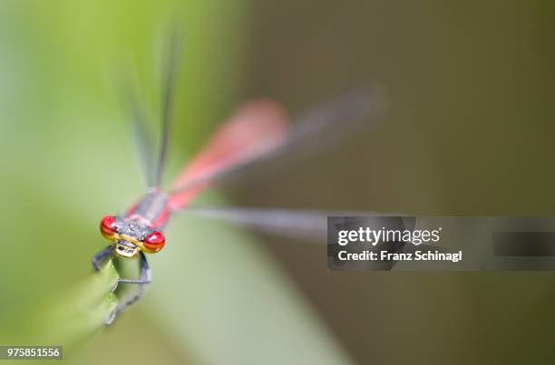 dragonfly - libelle - libelle stock pictures, royalty-free photos & images