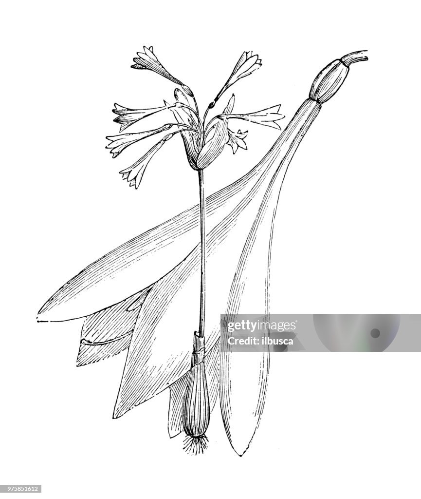 Botanik Pflanzen Antik Gravur Abbildung: Lycoris Sewerzowi
