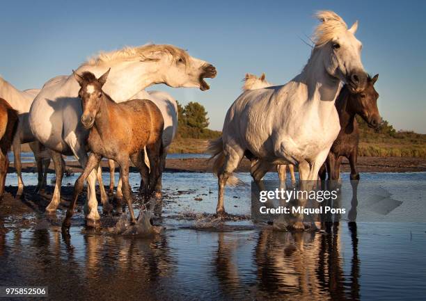 cavalls - cavalls stock pictures, royalty-free photos & images