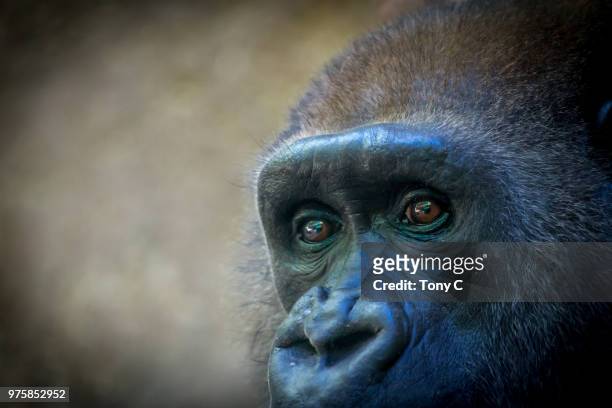 the "look - western lowland gorilla stock pictures, royalty-free photos & images