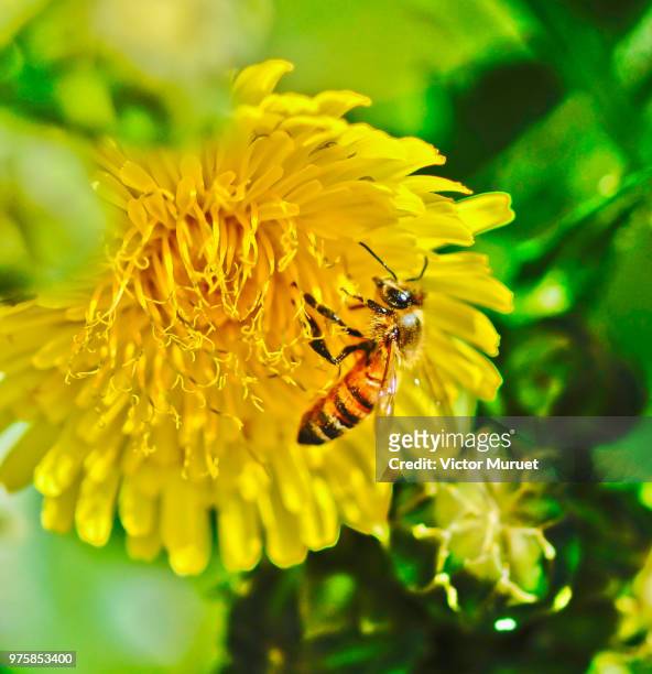 la abeja en la flor - abeja stock pictures, royalty-free photos & images
