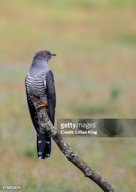 cuckoo watching out for food - cuckoo stock pictures, royalty-free photos & images