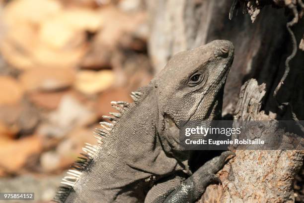 lizard takin a sun bath - takin stock pictures, royalty-free photos & images