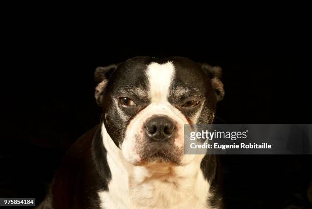 boston terrier with funny face - terrier boston stock pictures, royalty-free photos & images