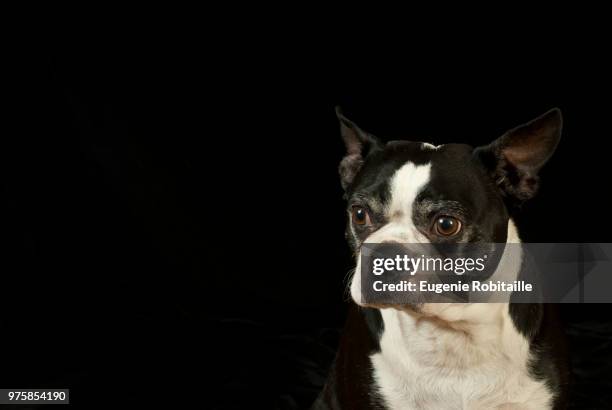 boston terrier - terrier boston stock pictures, royalty-free photos & images