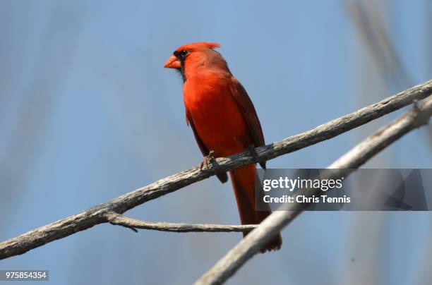 cardinal on a blue sky - blue cardinal bird stock-fotos und bilder