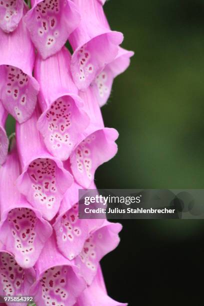 pink foxglove (digitalis purpurea) - digitalis purpurea stock-fotos und bilder