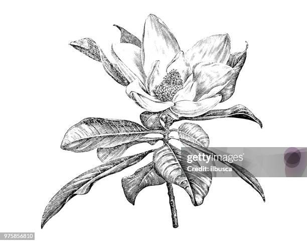 ilustrações de stock, clip art, desenhos animados e ícones de botany plants antique engraving illustration: magnolia grandiflora - magnólia