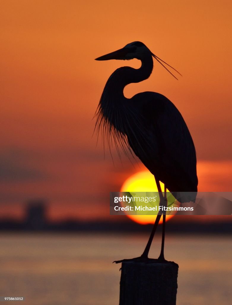 Heron and the Setting Sun