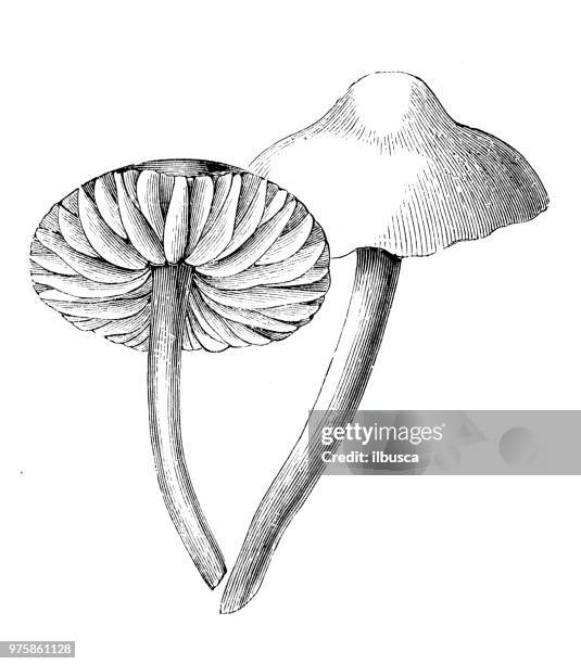 botany plants antique engraving illustration: marasmius oreades, scotch bonnet - marasmius stock illustrations