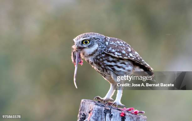 little owl (athene noctua) with house mouse (mus musculus) prey, caught in the mouth. - wood mouse stock pictures, royalty-free photos & images