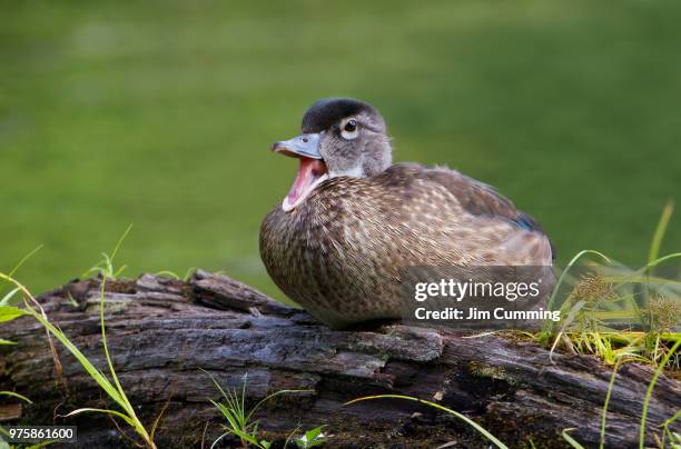 quacking duck sitting on wood, canada - parpar fotografías e imágenes de stock